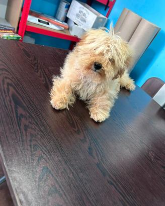 Cucciolo di maltipoo