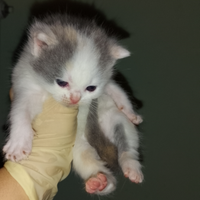 Cuccioli incrocio British ragdoll