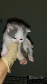 Cuccioli incrocio British ragdoll