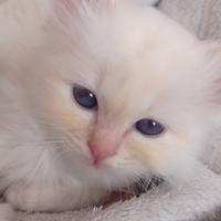 Sacro di Birmania gattini