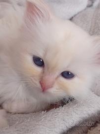 Sacro di Birmania gattini