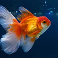 Pesci tre cose, rossi, black moor o altro