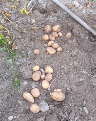patate di montagna