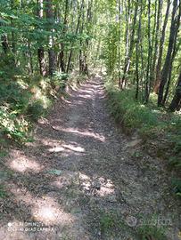 bosco in piedi di 27 ettari poggio cinolfo
