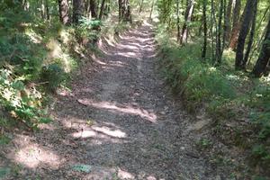bosco in piedi di 27 ettari poggio cinolfo