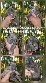 Bulldog francese maschi
