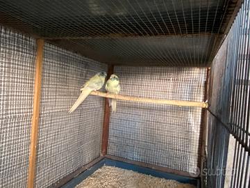 Kakariki