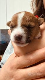 Jack Russel cucciolo