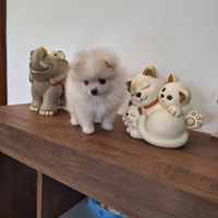 Cane volpino spitz tedesco nano femmina
