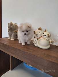 Cane volpino spitz tedesco nano femmina