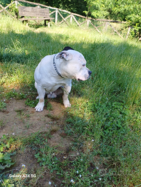 American Bully