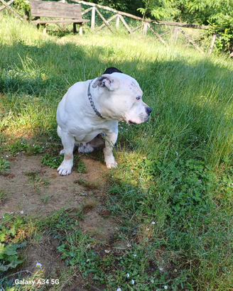 American Bully