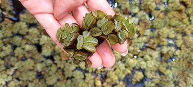 Piante acquatiche galleggianti, salvinia natans
