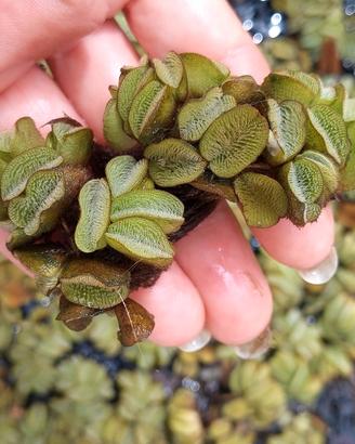 Piante acquatiche galleggianti, salvinia natans