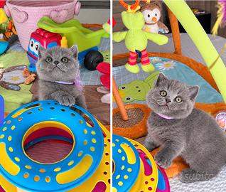 British Shorthair