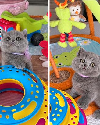 British Shorthair