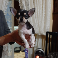 Maschio Chihuahua pelo corto 46 gorni