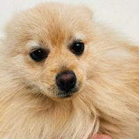 Volpino di Pomerania
