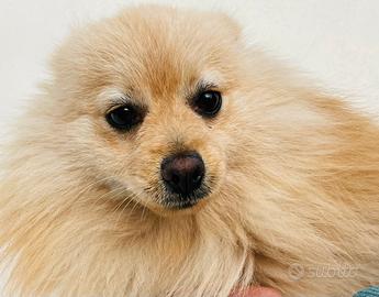 Volpino di Pomerania