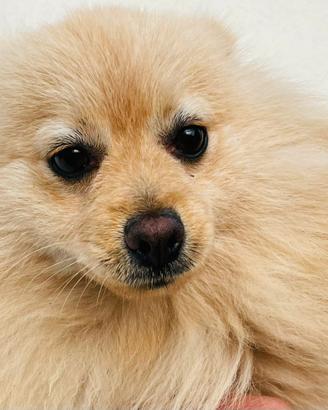 Volpino di Pomerania