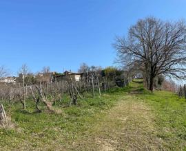 Rif.9338TA11086| azienda agricola torrazza coste