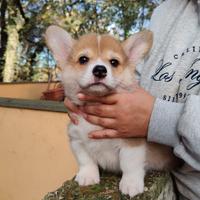 Corgi Pembroke cuccioli roma