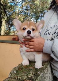 Corgi Pembroke cuccioli roma