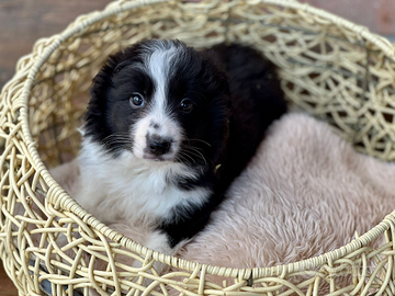 Border collie