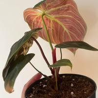Philodendron choco red