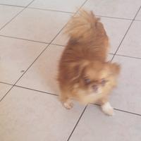Chihuahua femmina