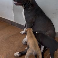 Cuccioli pitbull ukc