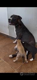 Cuccioli pitbull ukc