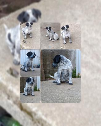 Cane metticcio