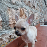 Chihuahua