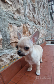 Chihuahua