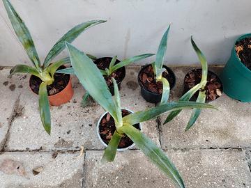 agave piantine 
