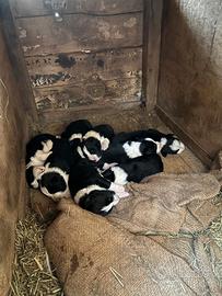 Cuccioli border collie