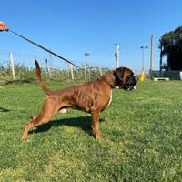 Boxer maschio per accoppiamento