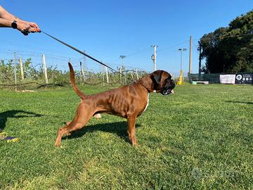 Boxer maschio per accoppiamento