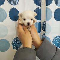 Maltese Toy