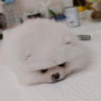 Spitz di Pomerania nano