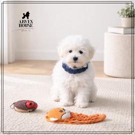 Barboncino toy bianco disponibile