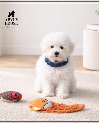 Barboncino toy bianco disponibile