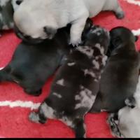 Bulldog francese exotici