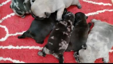 Bulldog francese exotici