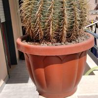 Echinocactus grusonii - ( Cuscino della Suocera)