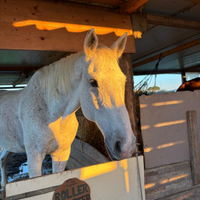 Valuto fida completa , mezza fida per cavallo