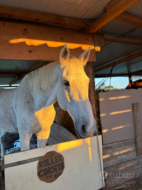Valuto fida completa , mezza fida per cavallo