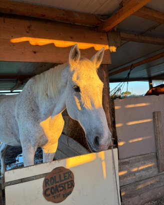 Valuto fida completa , mezza fida per cavallo