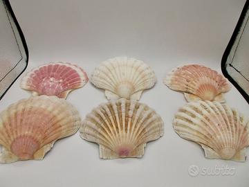 conchiglie di capesante naturali